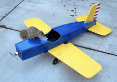 Wild Squirrel flys plane
