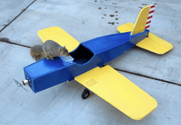 Squirrel caught while stealing plane